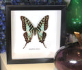  Graphium antheus