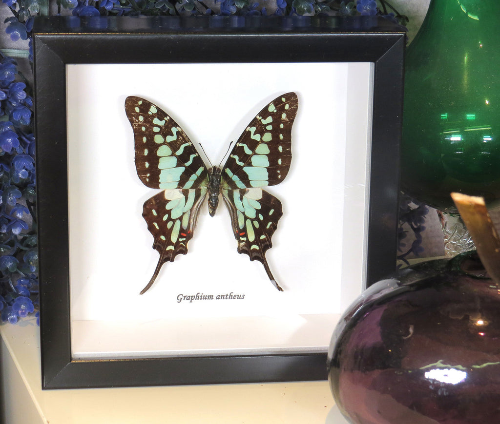  Graphium antheus
