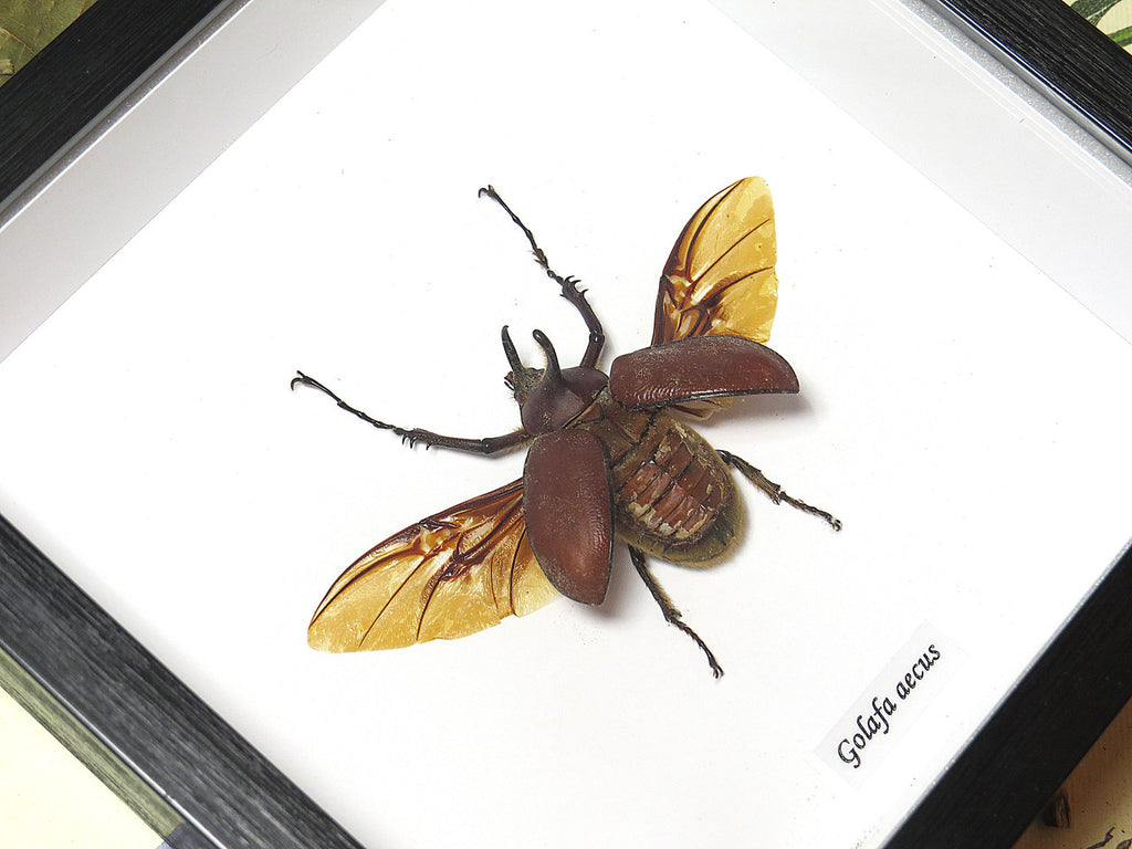 Golofa aecus
