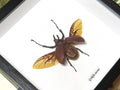 Golofa aecus
