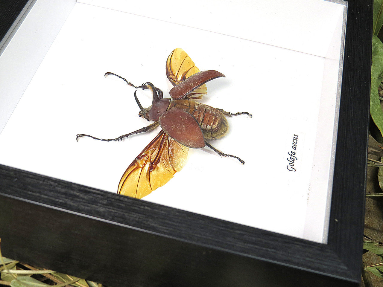 Golofa aecus