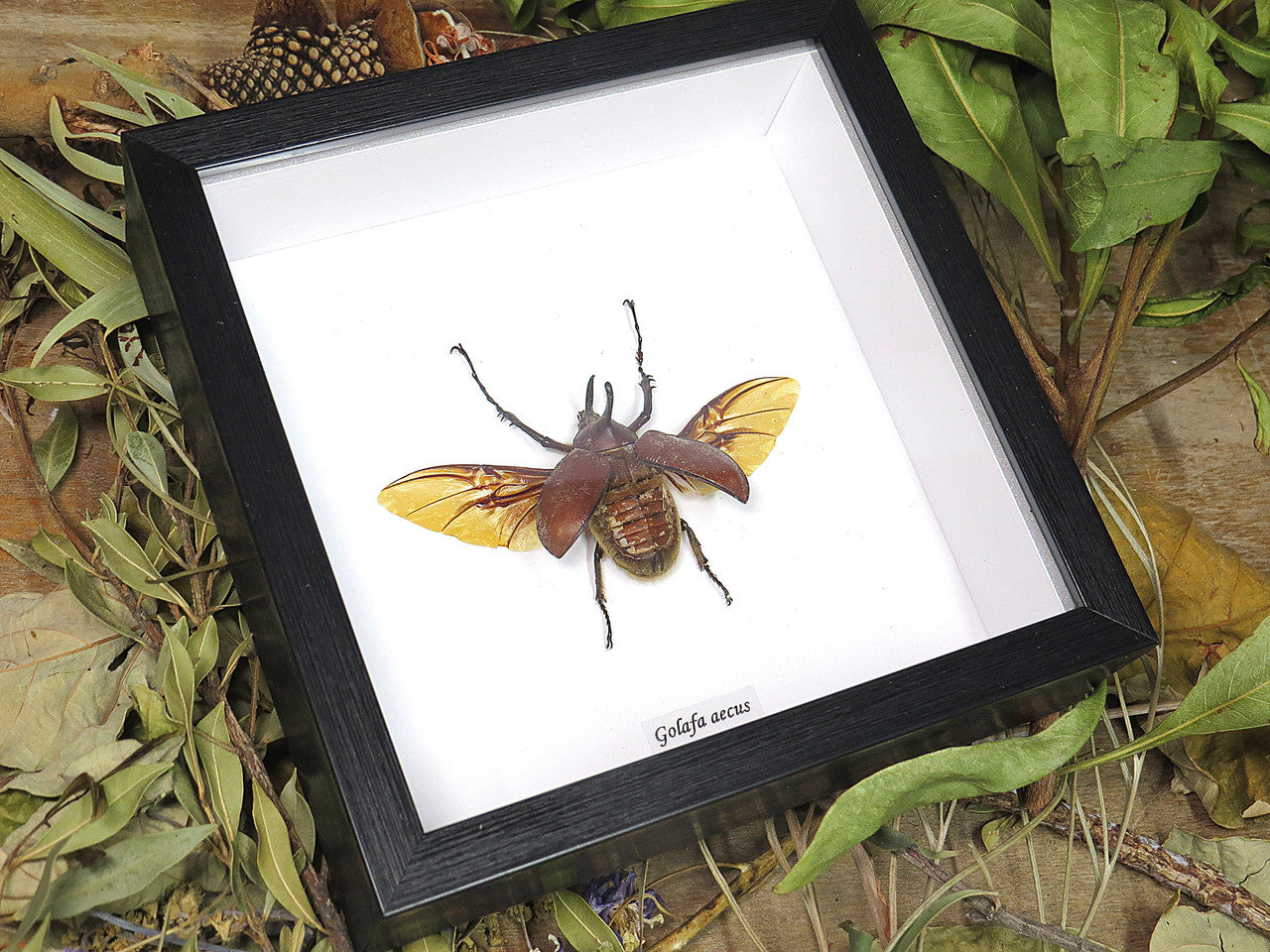 Golofa aecus