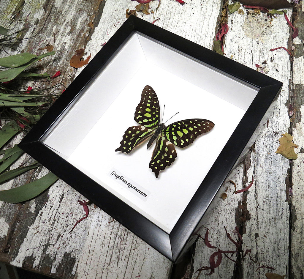 Graphium agamemnon