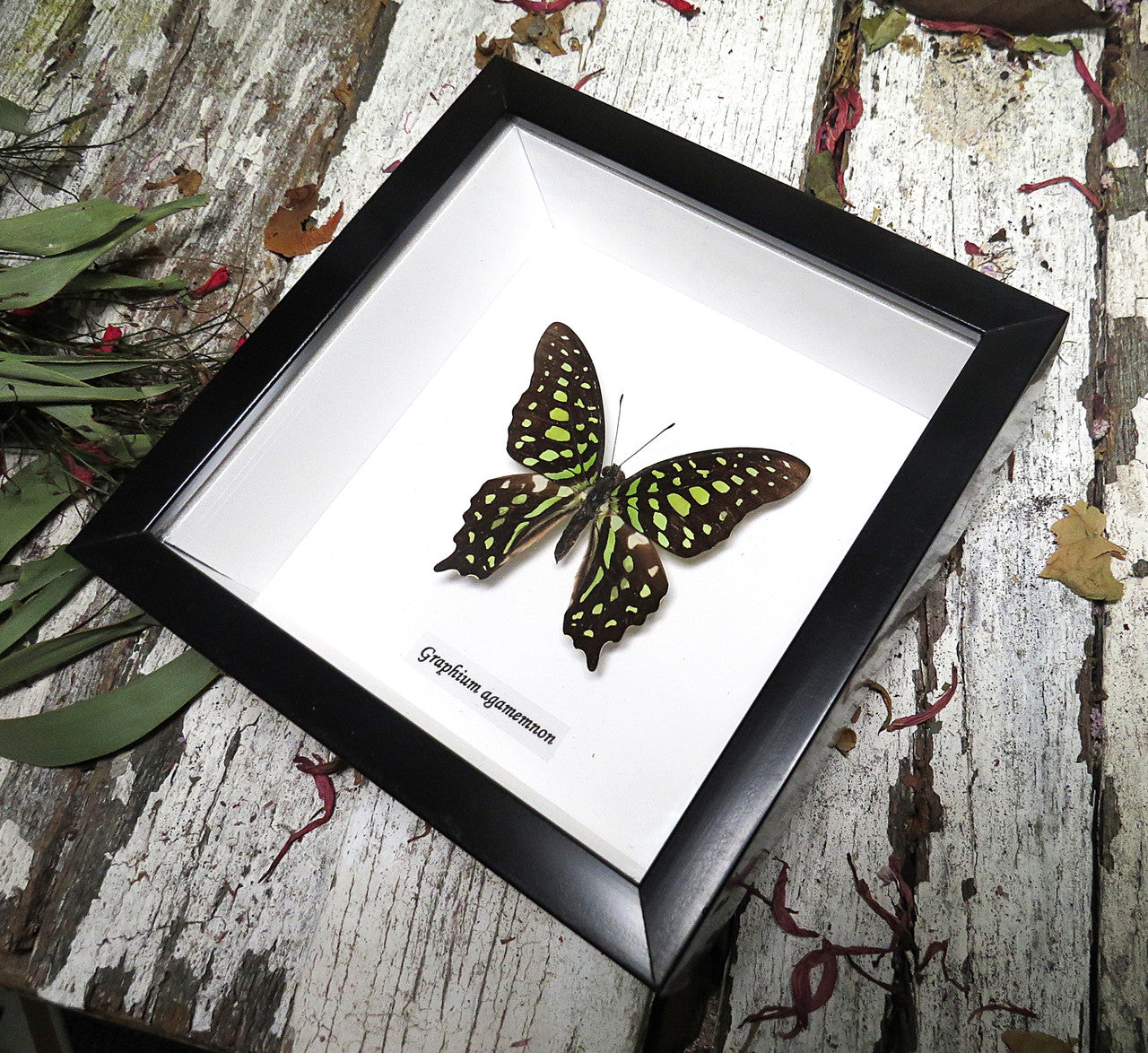 Graphium agamemnon