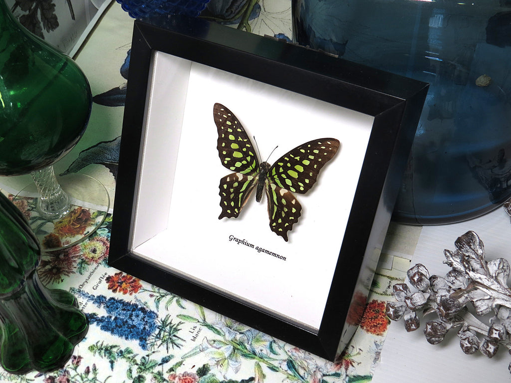 Graphium agamemnon