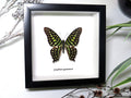 Graphium agamemnon