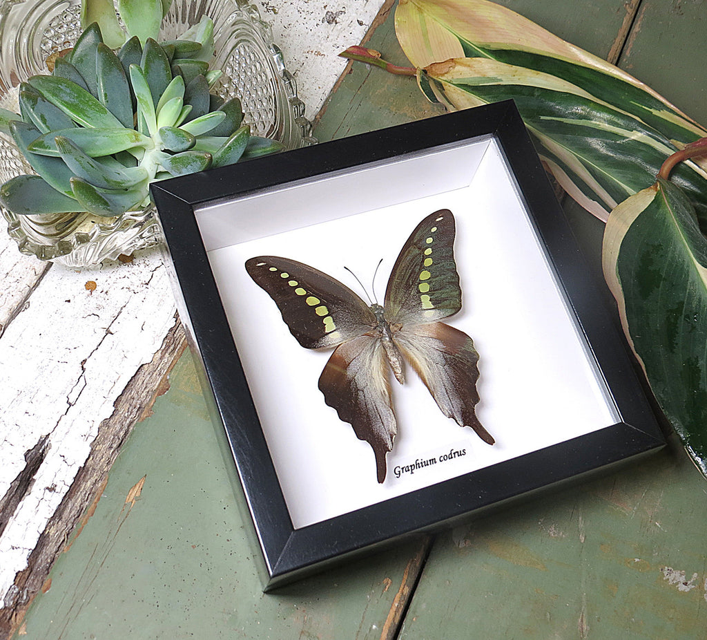 Graphium codrus