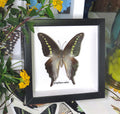 Graphium codrus