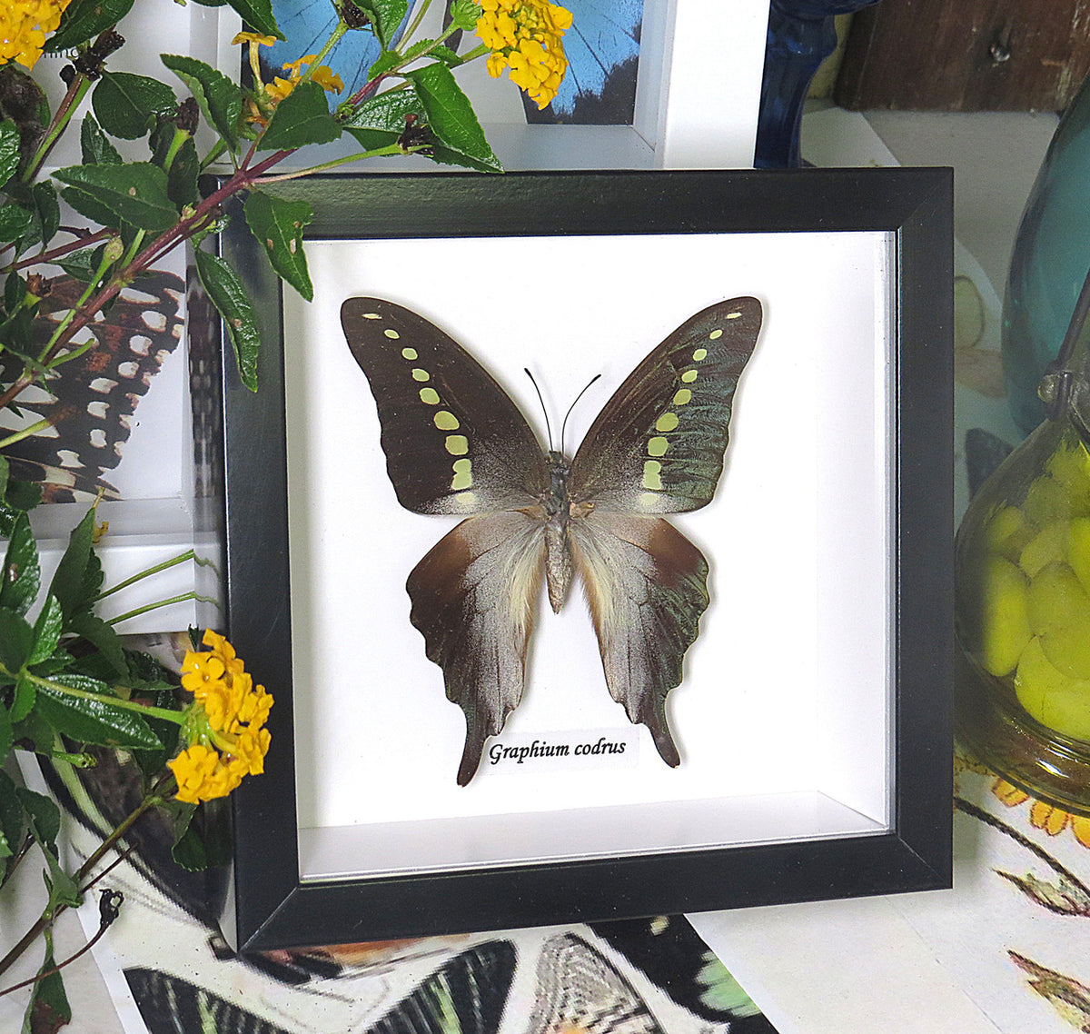 Graphium codrus