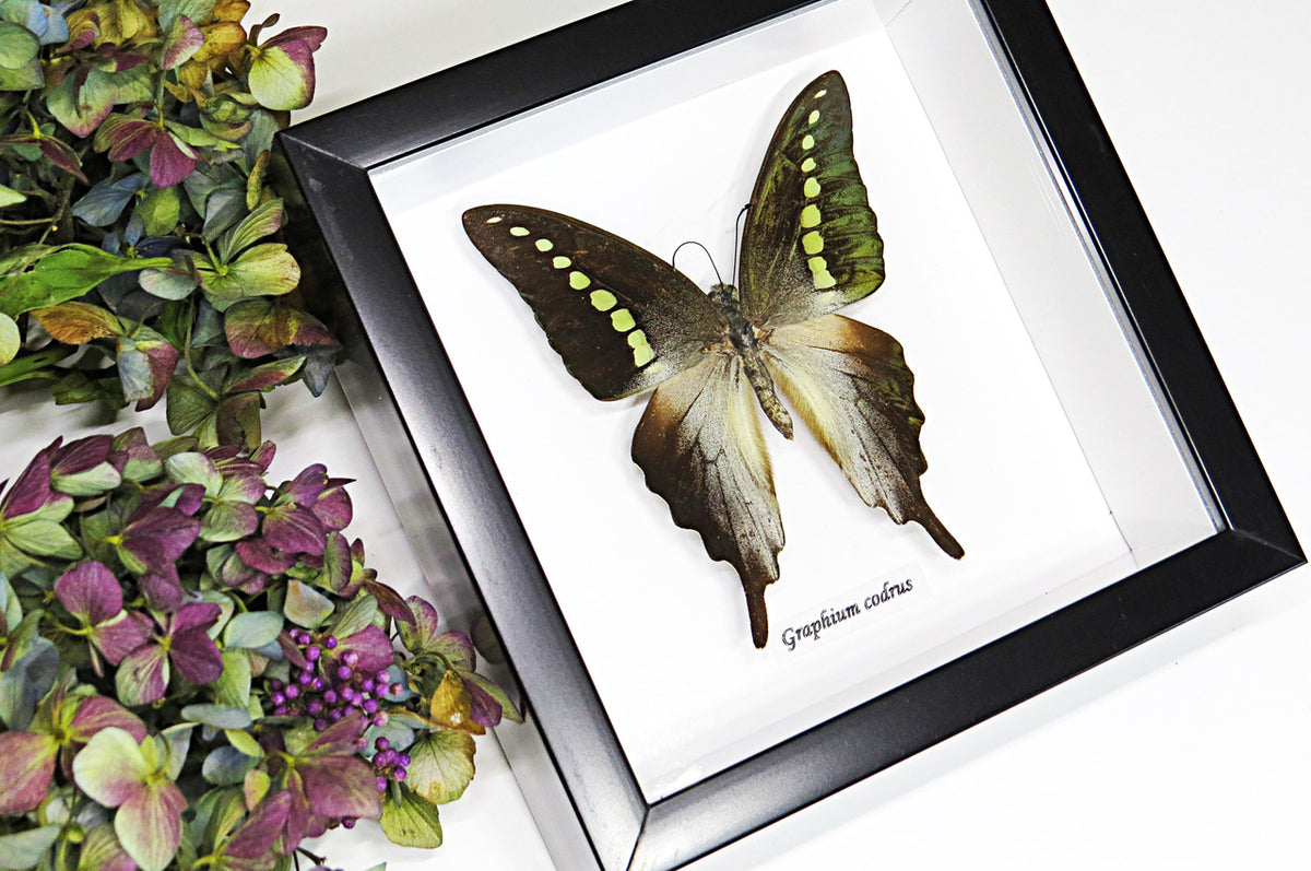 Graphium codrus