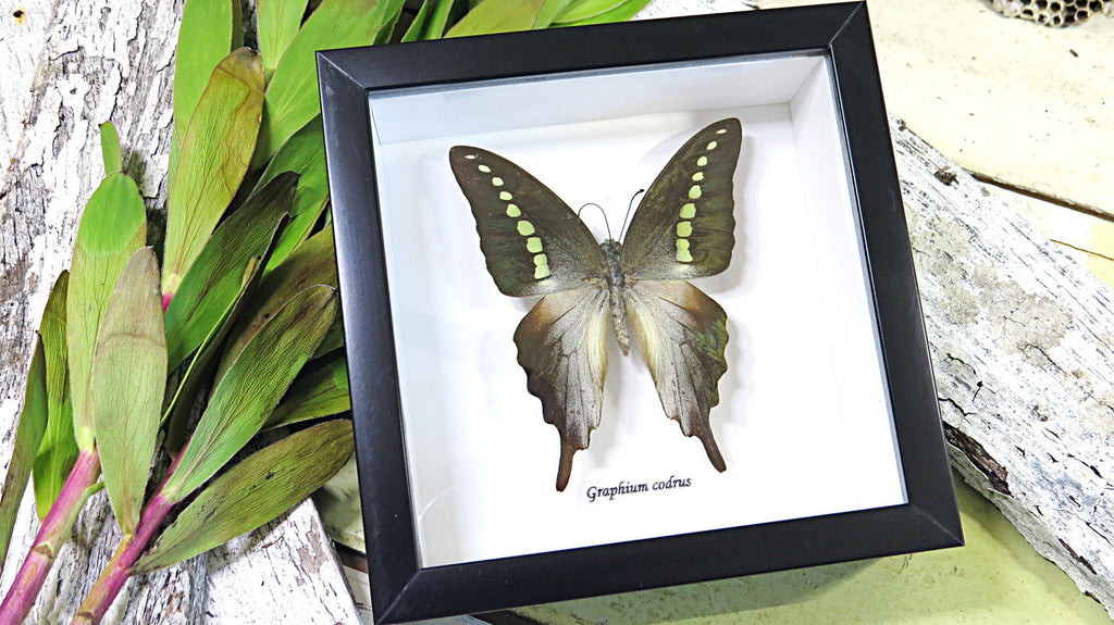 Graphium codrus