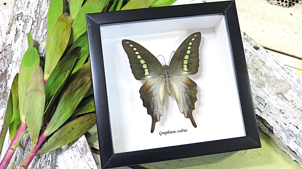 Graphium codrus
