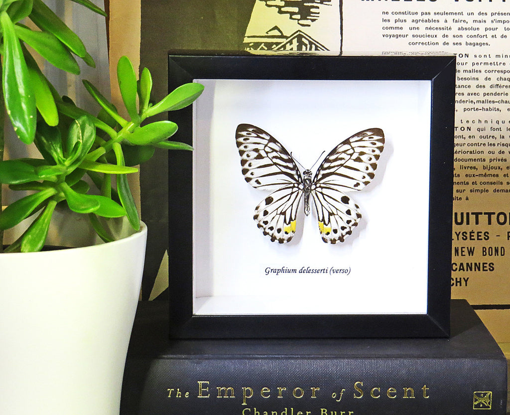 Graphium delesserti  Bits & Bugs 