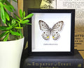 Graphium delesserti  Bits & Bugs 