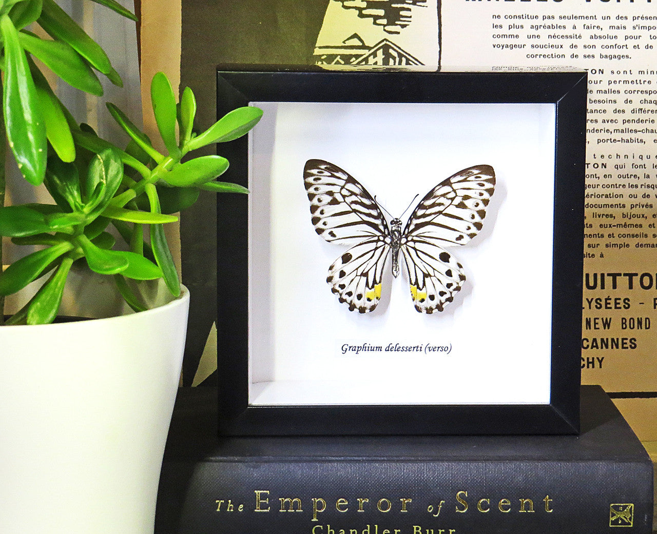 Graphium delesserti  Bits & Bugs 