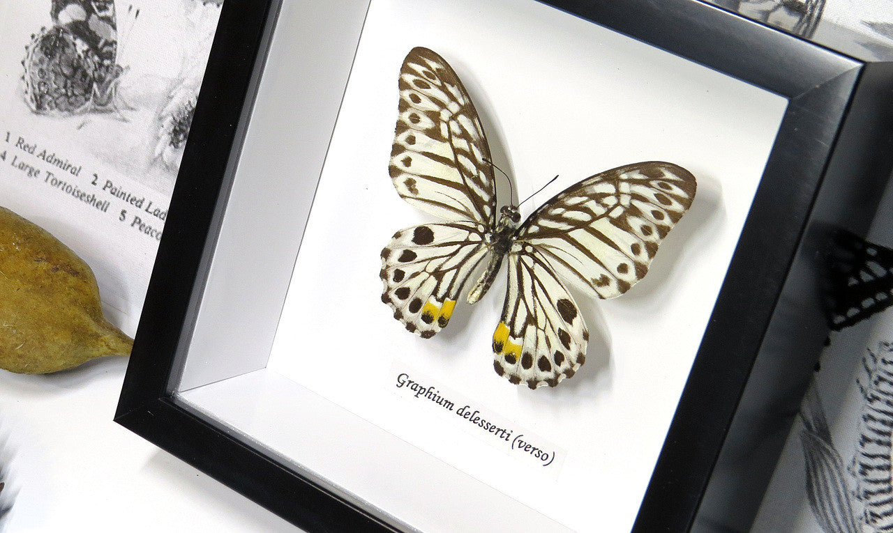 Graphium delesserti  Bits & Bugs 