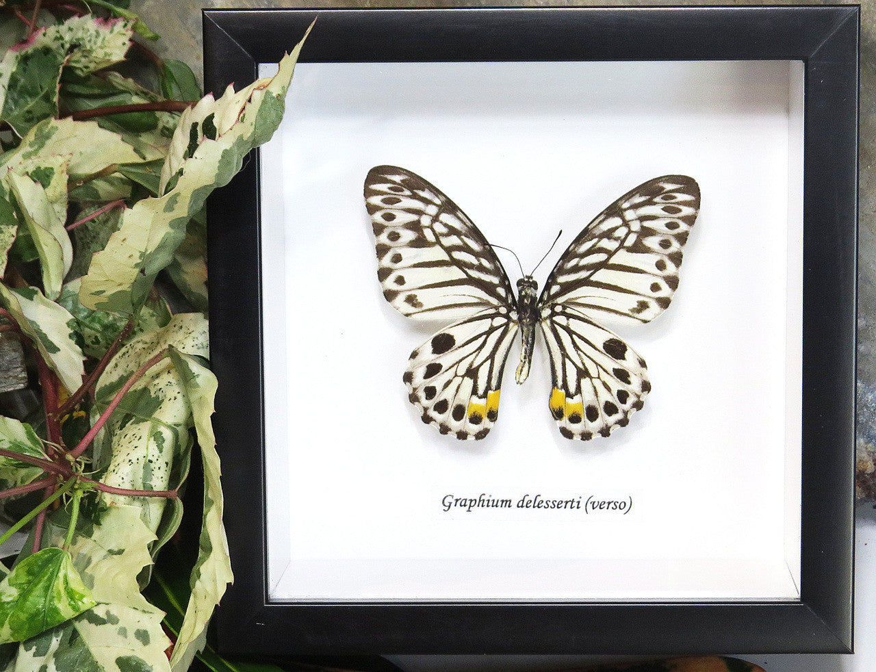 Graphium delesserti  Bits & Bugs 