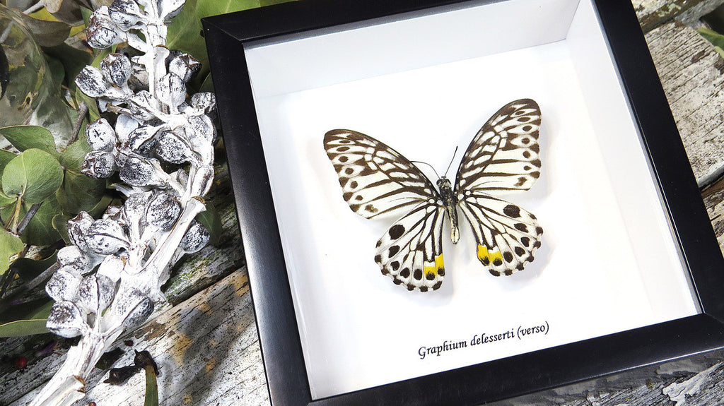 Graphium delesserti  Bits & Bugs 