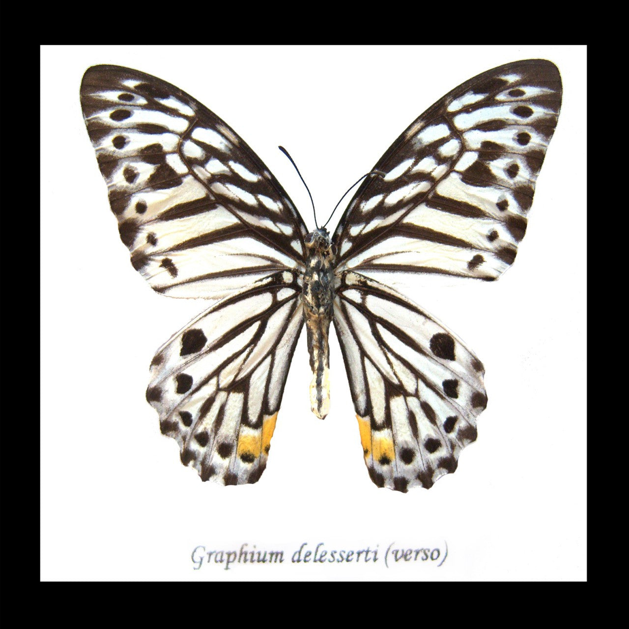 Graphium delesserti  Bits & Bugs 