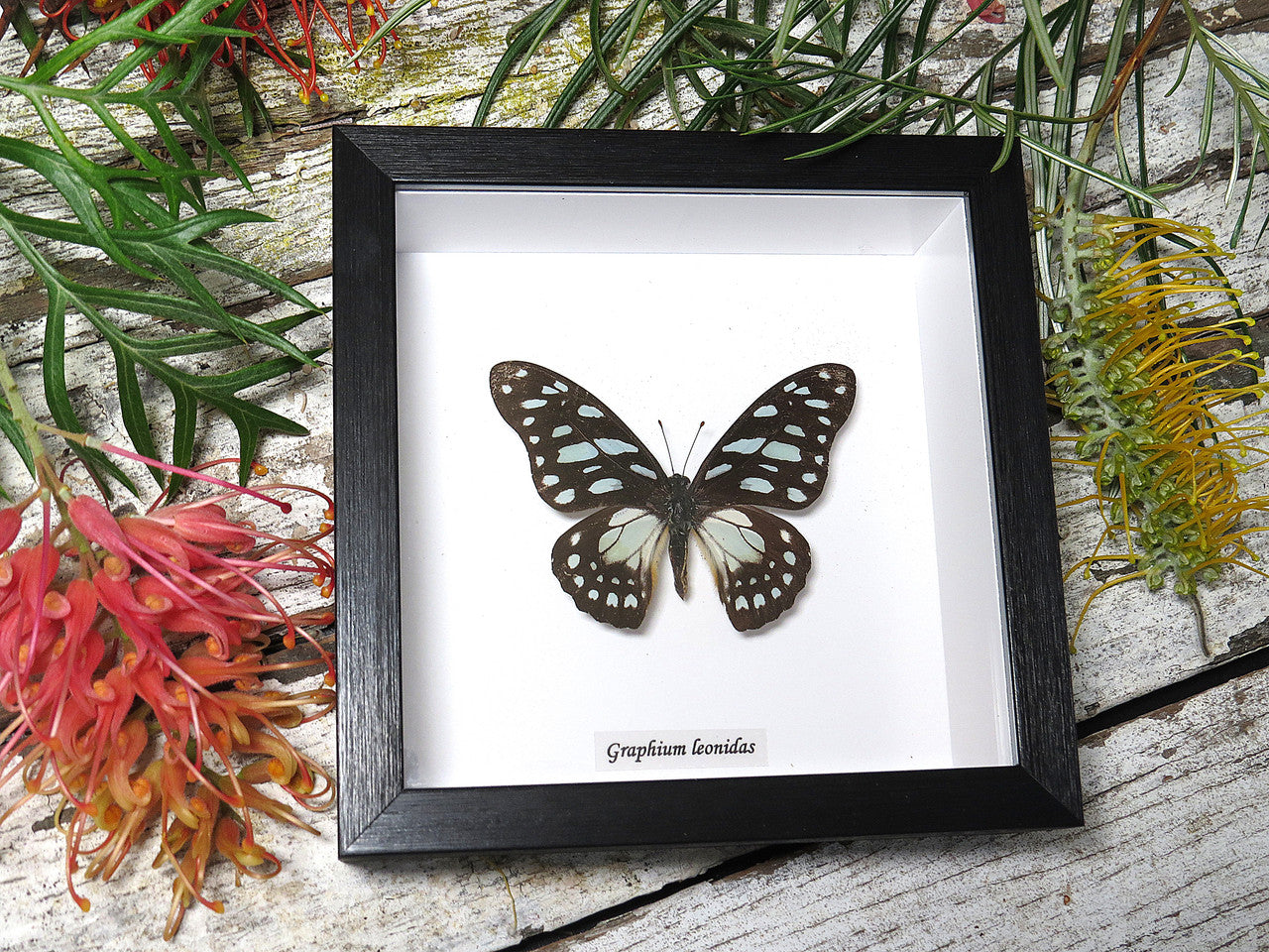 Graphium leonidas