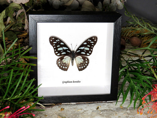 Graphium leonidas