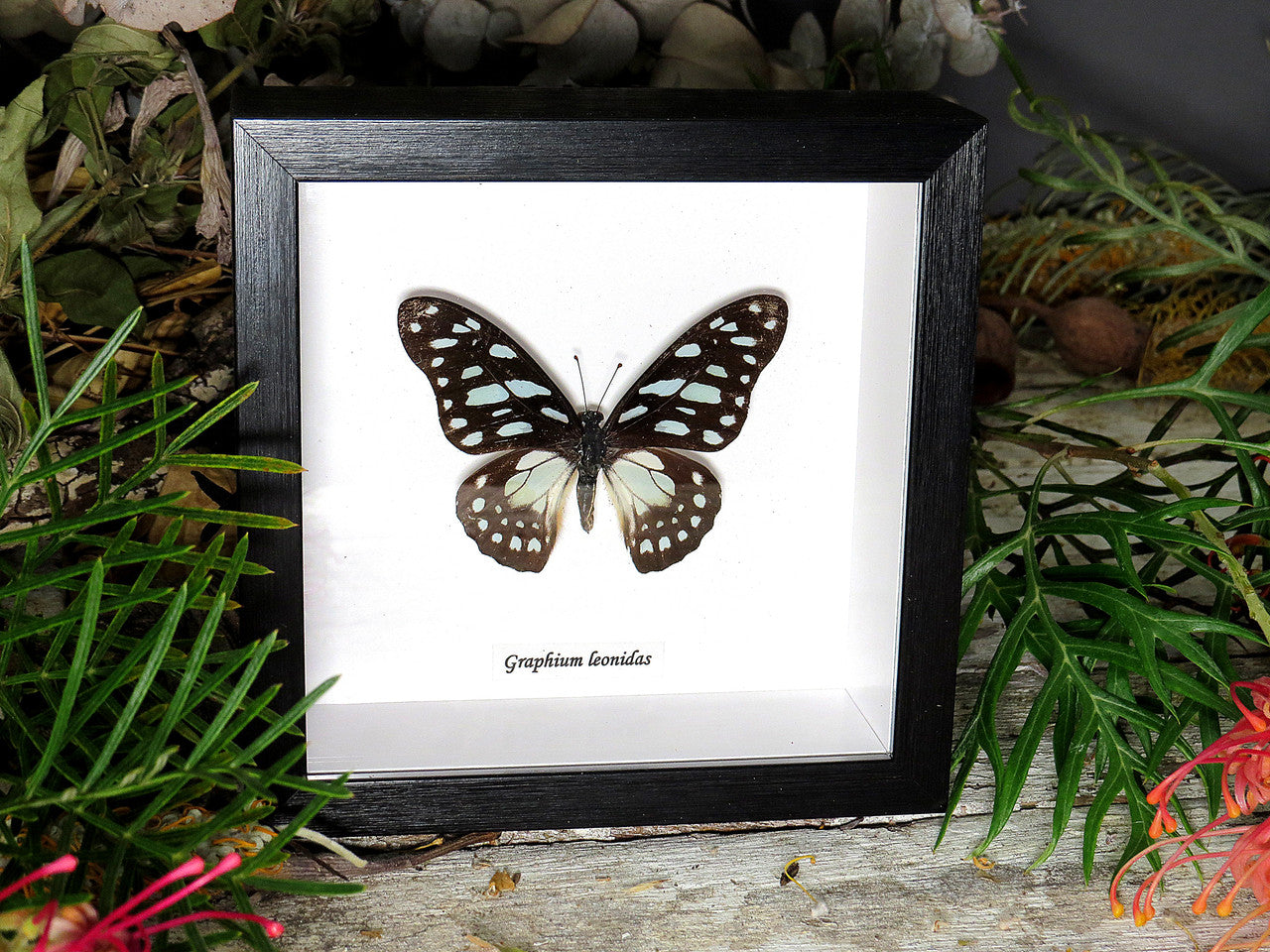 Graphium leonidas