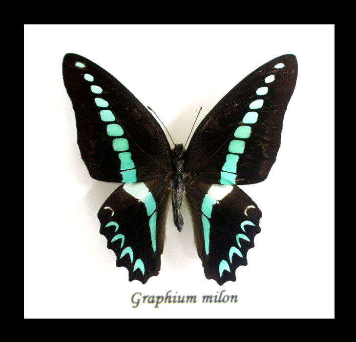 butterfly insect taxidermy for sale australia bits and bugs