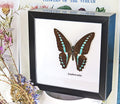 butterfly insect taxidermy for sale australia bits and bugs