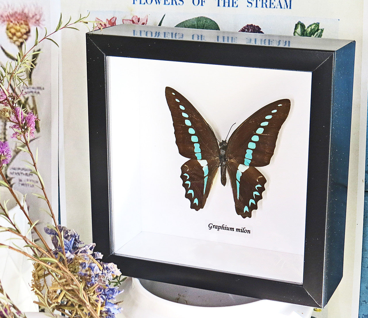 butterfly insect taxidermy for sale australia bits and bugs