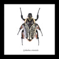 Beetle real bugs Goliathus orientalis female Bits & Bugs