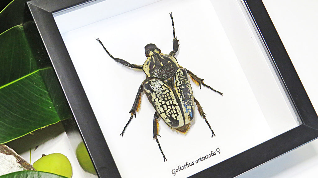 Beetle real bugs Goliathus orientalis female Bits & Bugs