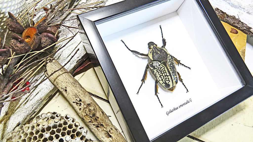 Beetle real bugs Goliathus orientalis female Bits & Bugs
