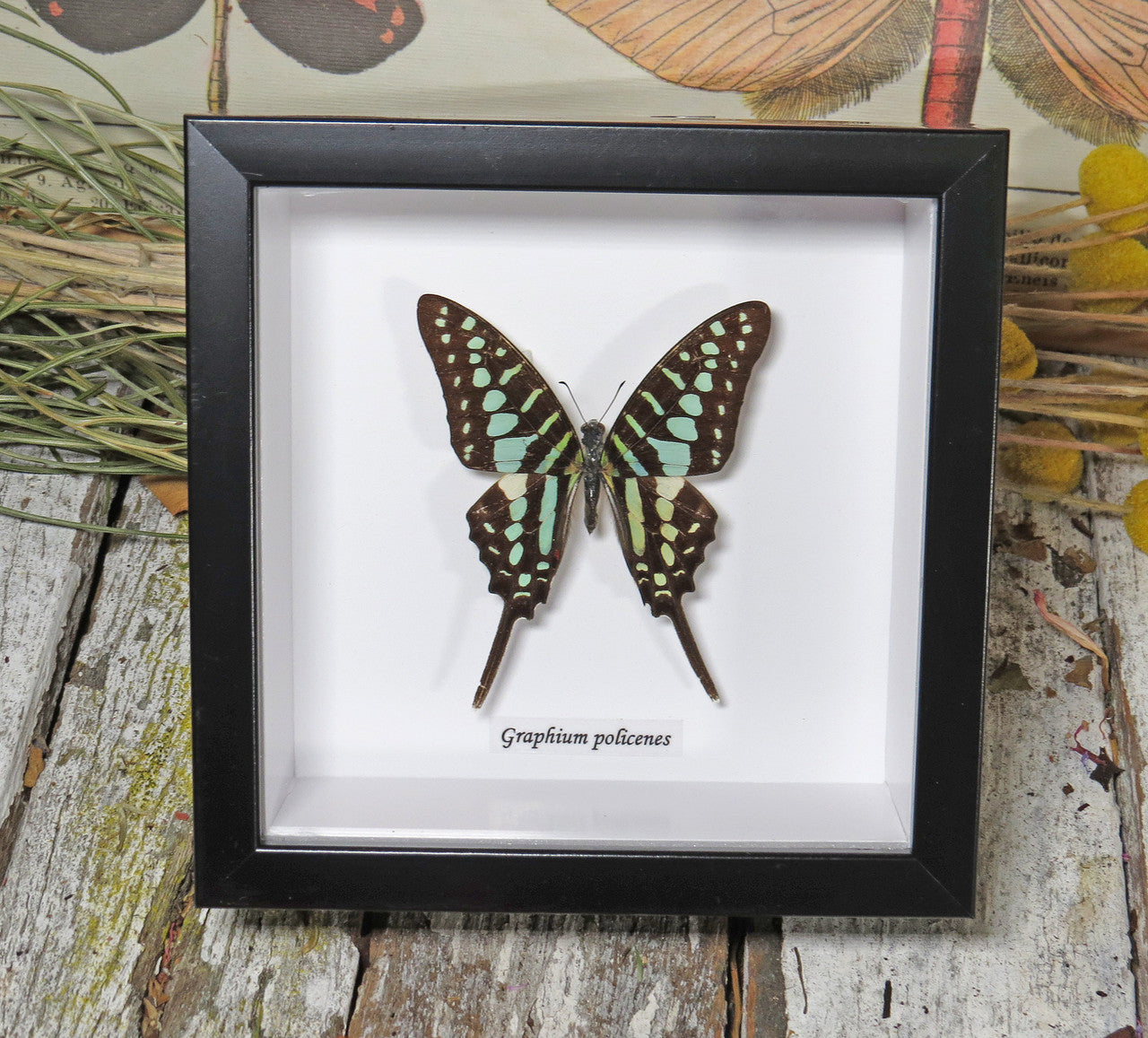 Graphium policenes