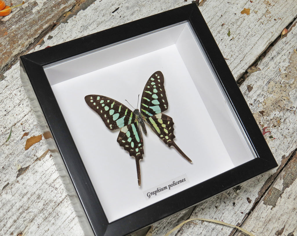 Graphium policenes