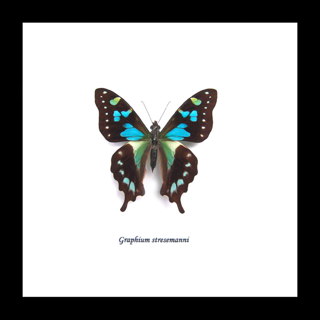 Graphium stresemanni Bits&Bugs 