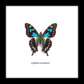 Graphium stresemanni Bits&Bugs 
