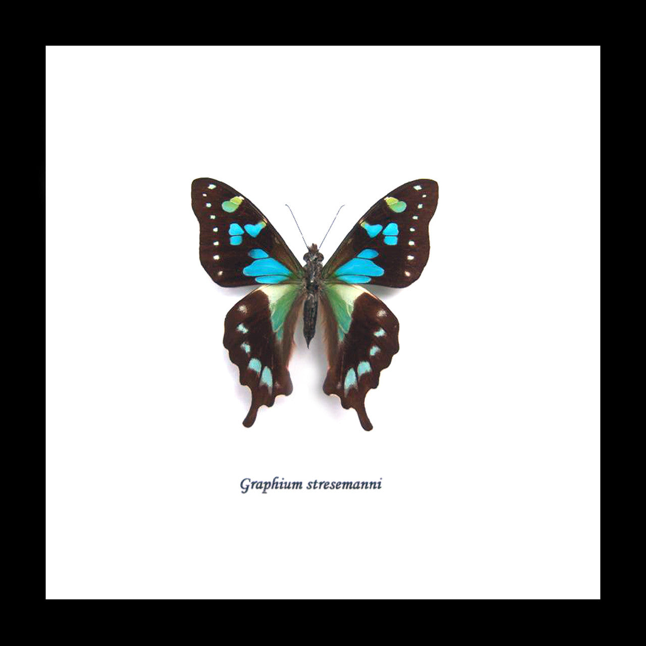Graphium stresemanni Bits&Bugs 