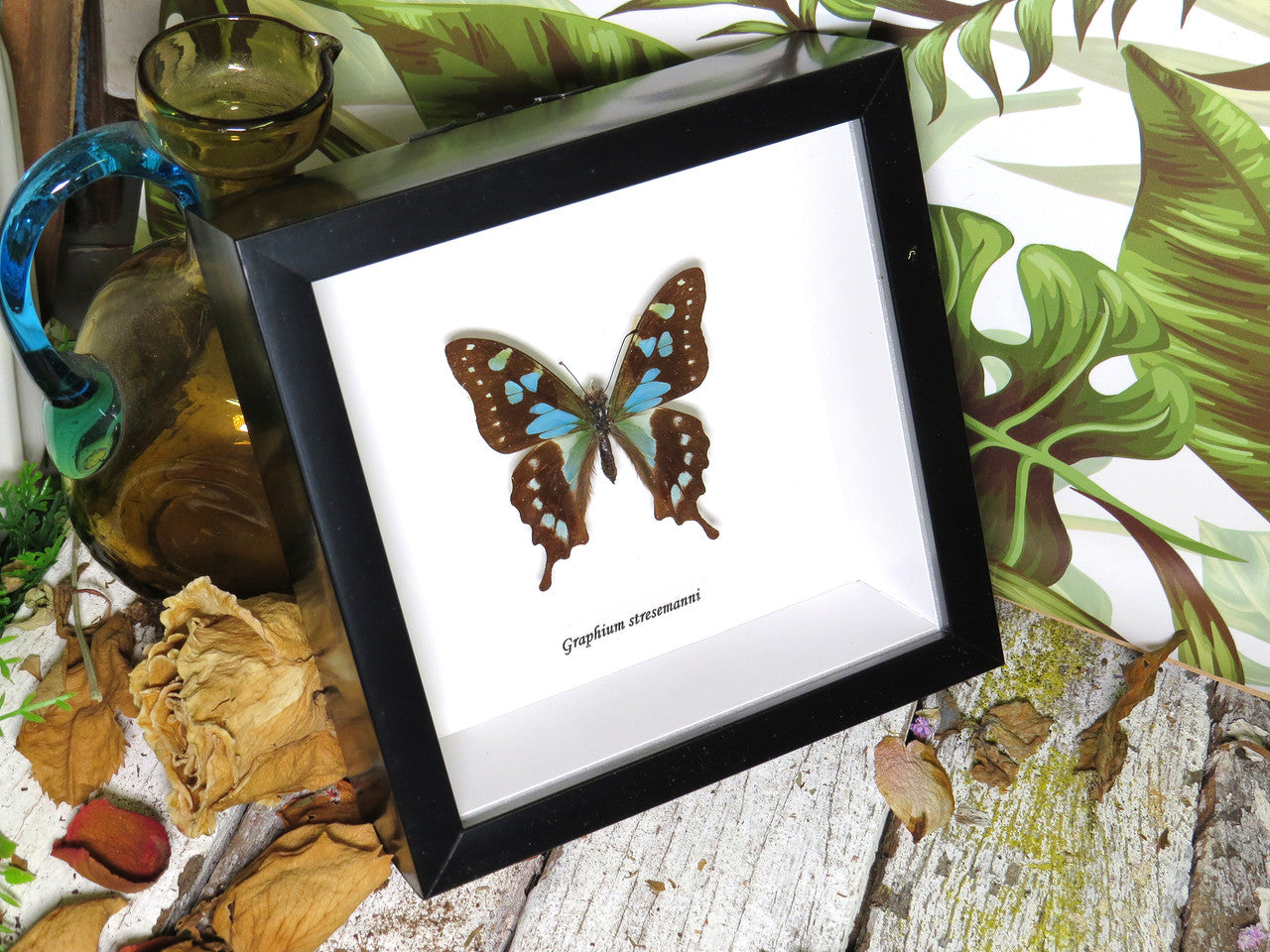 Graphium stresemanni