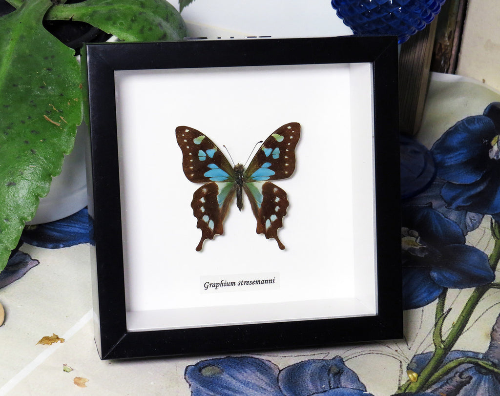 Graphium stresemanni