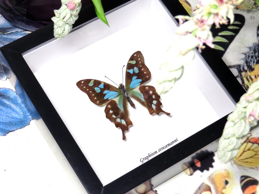 Graphium stresemanni