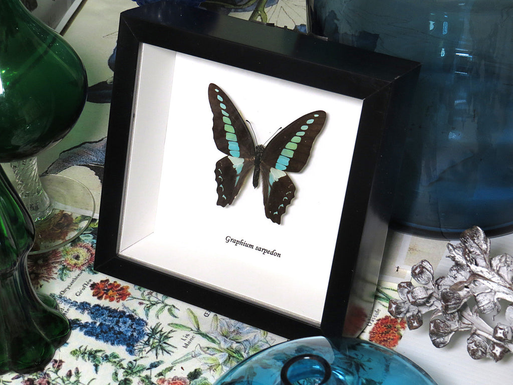 Graphium sarpedon