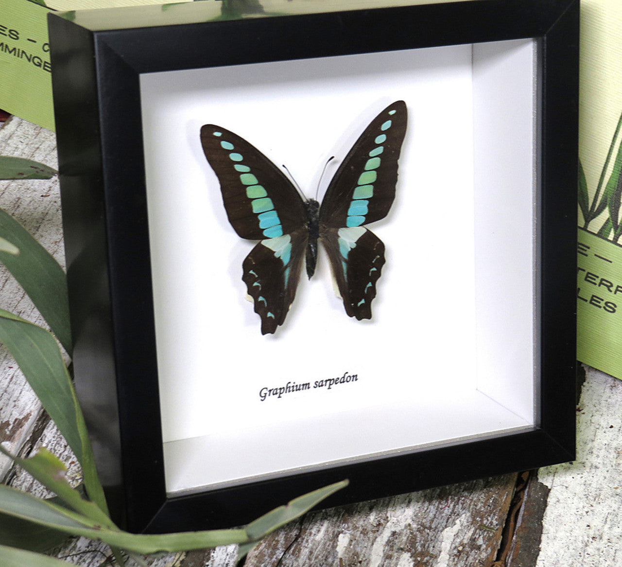 Graphium sarpedon