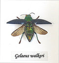 Galaeus walkeri ( special )