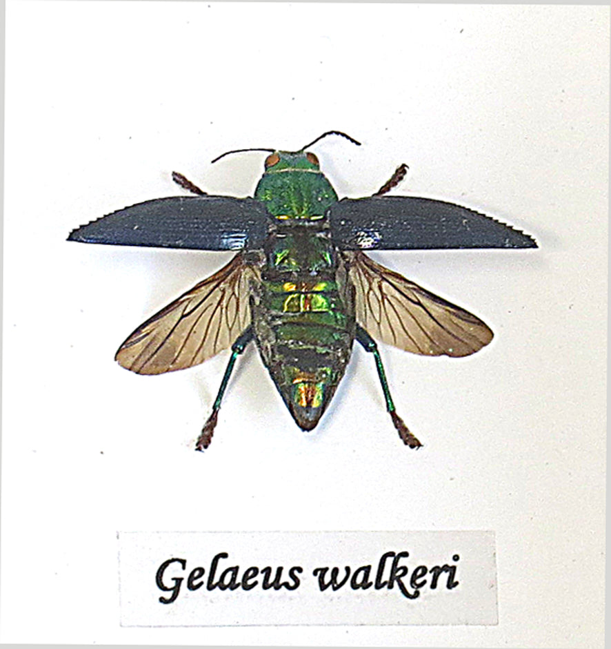 Galaeus walkeri ( special )