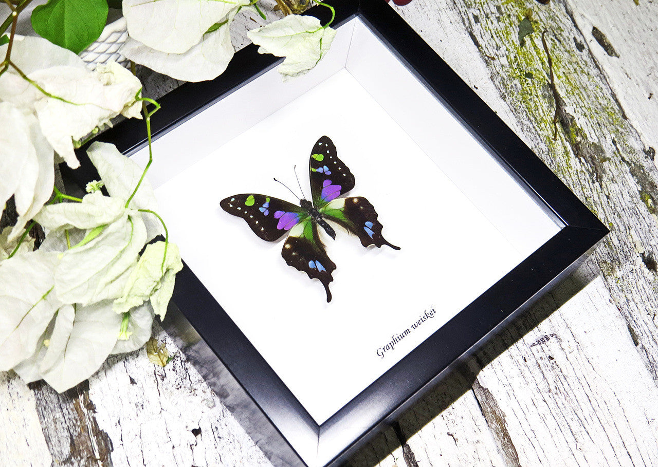 Real butterfly framed Graphium weiskei Bits&Bugs 