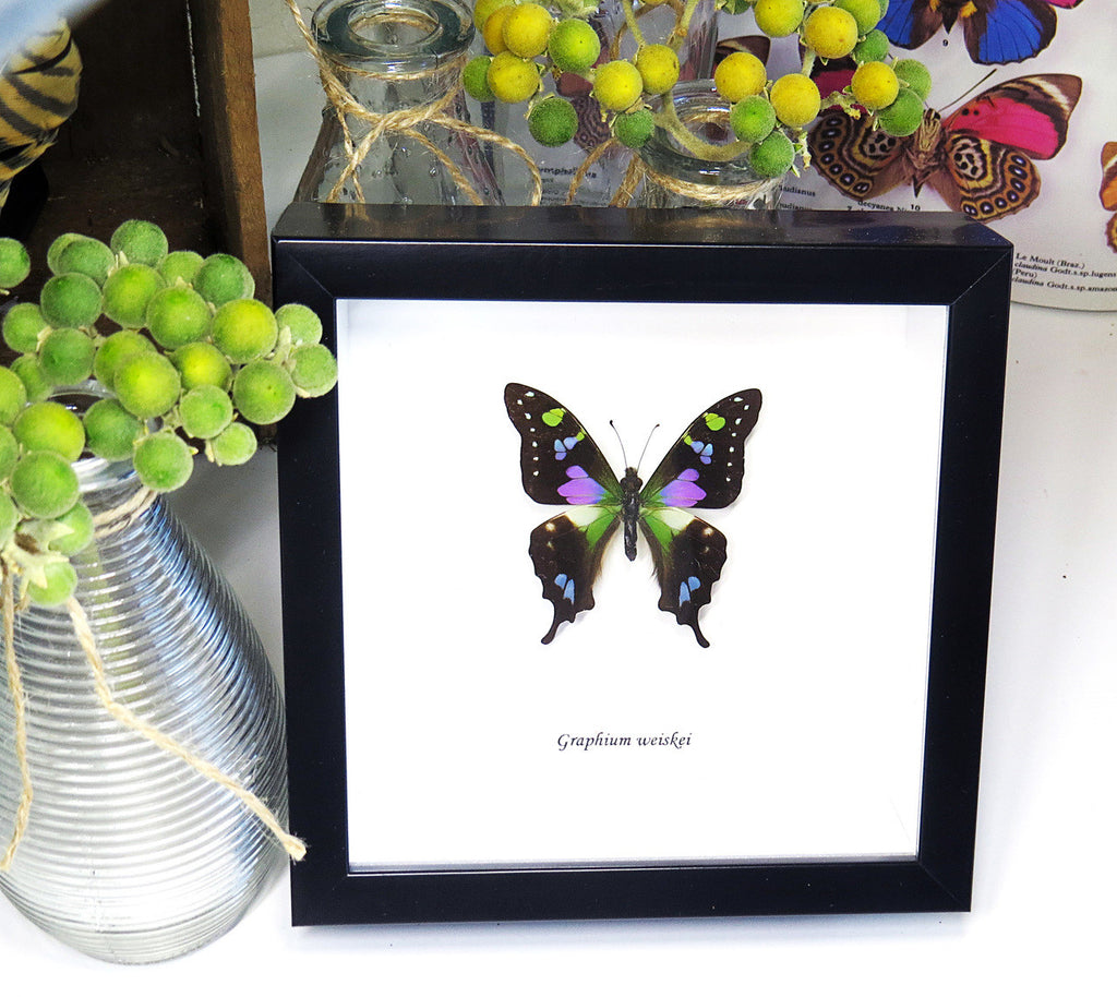 Real butterfly framed Graphium weiskei Bits&Bugs 