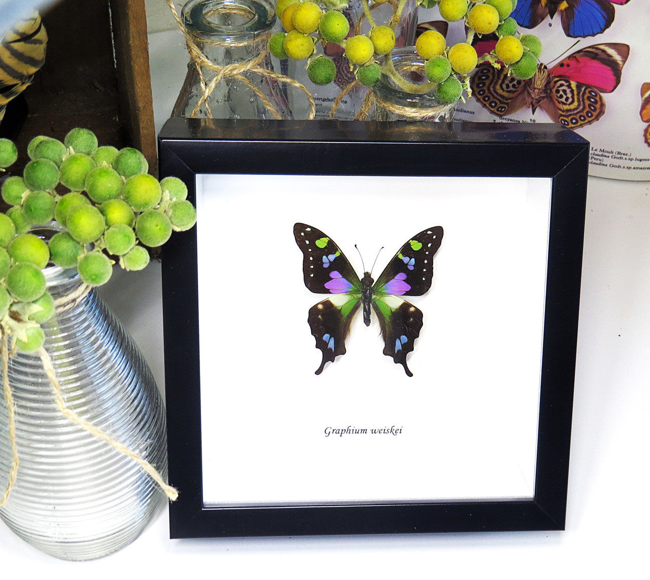 Real butterfly framed Graphium weiskei Bits&Bugs 