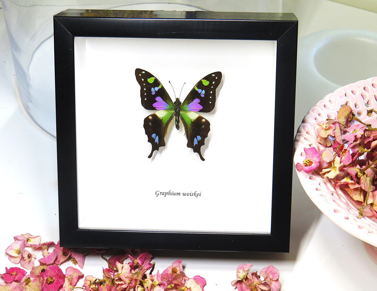 Real butterfly framed Graphium weiskei Bits&Bugs 