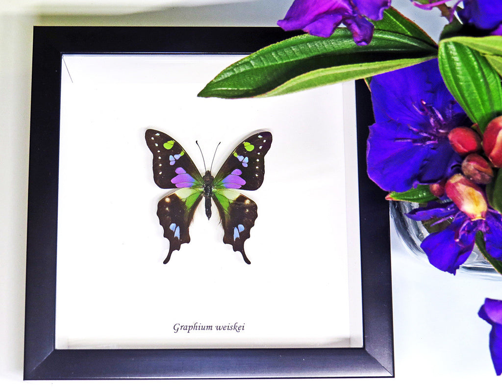 Real butterfly framed Graphium weiskei Bits&Bugs 