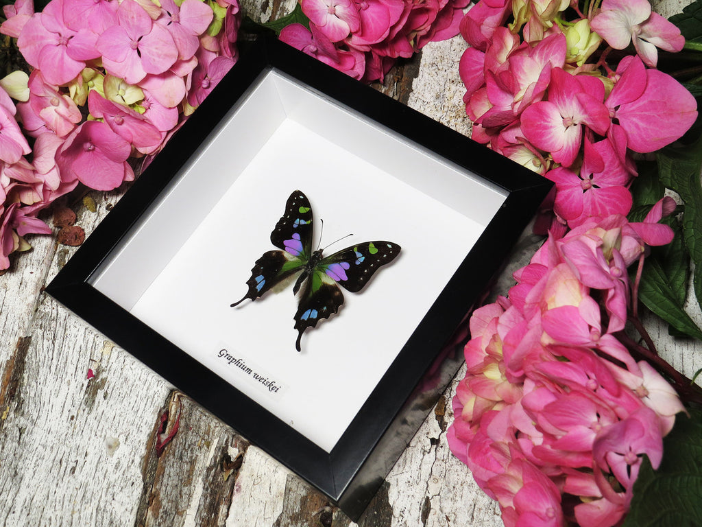 Graphium weiskei